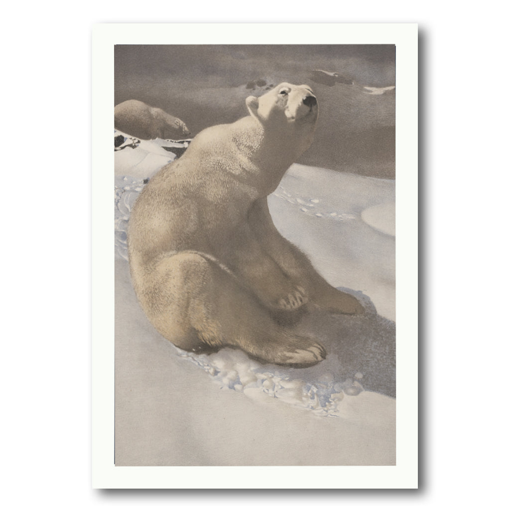 Polar Bear in Snow Holiday Cards