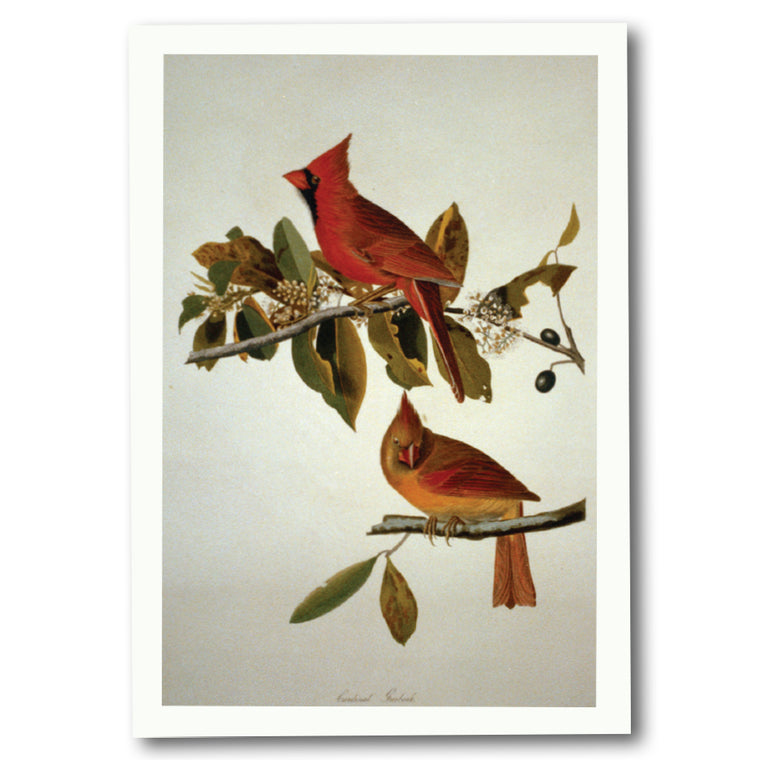 Cardinal Grosbeak Holiday Cards