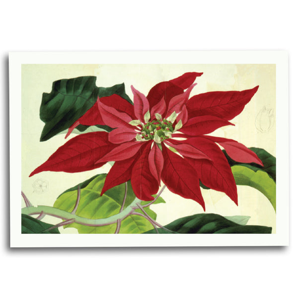 Poinsettia Holiday Cards