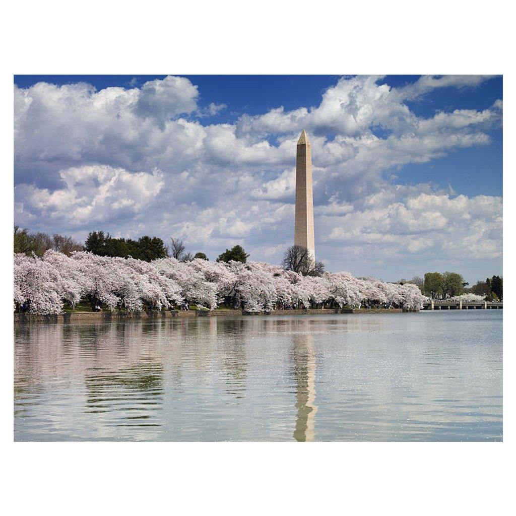 Cherry Blossom Print Set - Library of Congress Shop