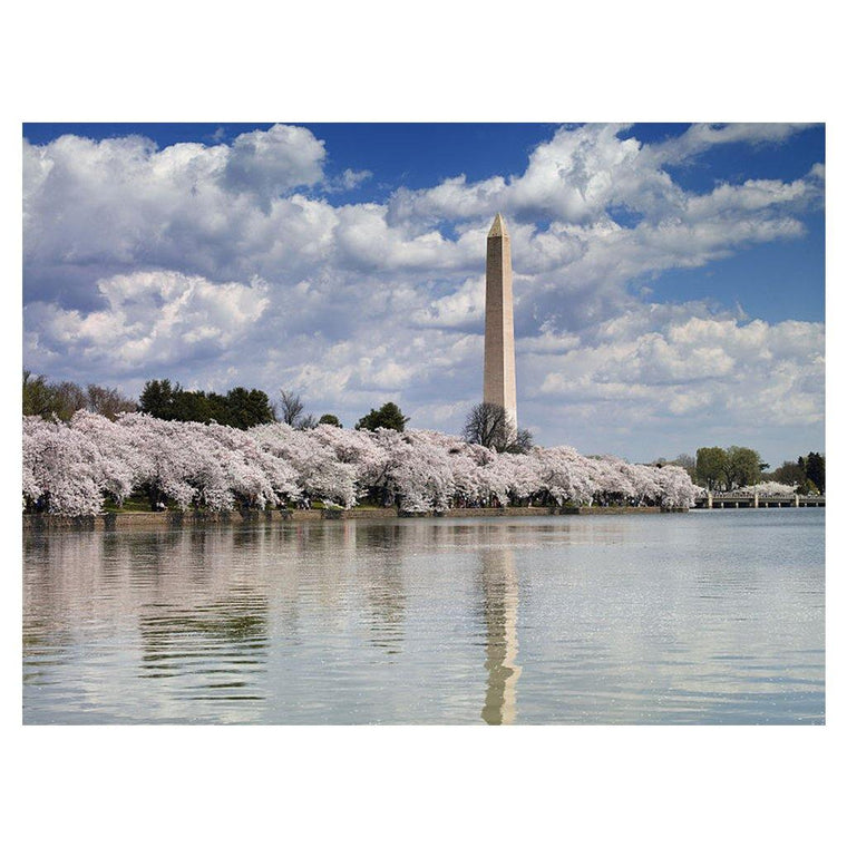 Washington Monument and Cherry Blossom Print